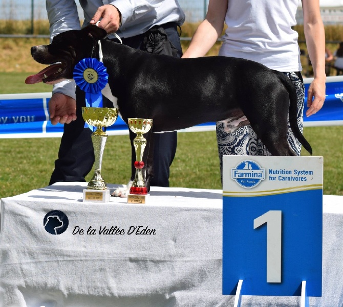 De La Vallée D'eden - Meilleur Jeune de la Régionale d'Elevage de BERTRY