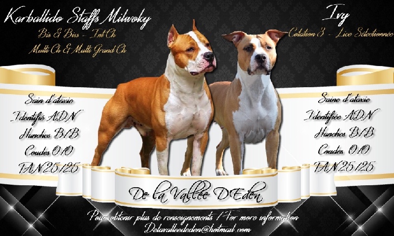 De La Vallée D'eden - American Staffordshire Terrier - Portée née le 01/04/2016